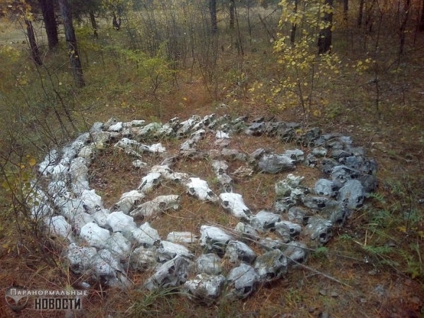 В лесу под Тольятти грибник нашел пентаграмму из черепов