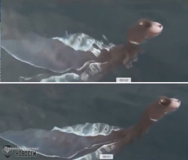 Детеныш плезиозавра? В Таиланде засняли в воде очень странное существо
